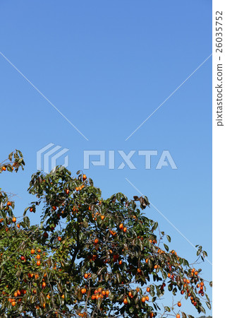 卓有成效的柿樹 26035752