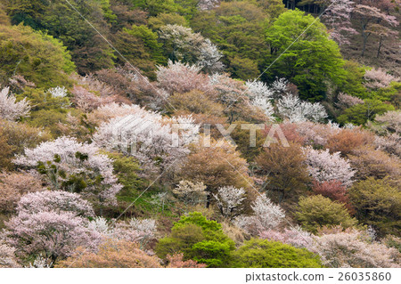 Yoshino mountain in full bloom of cherry blossoms 26035860
