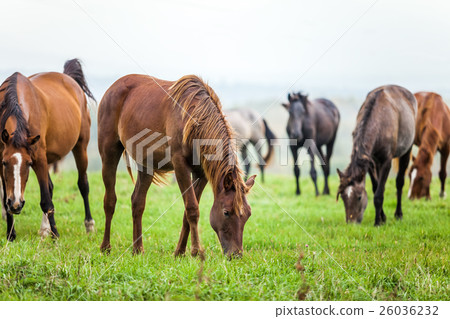 Horses grazing in a meadow Horses grazing in a meadow 26036232