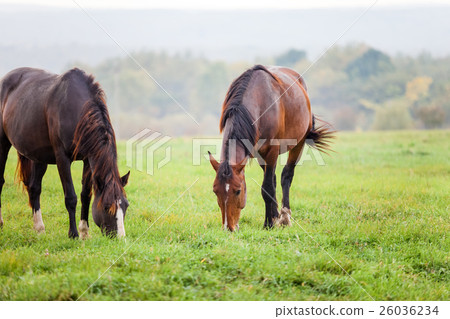 Horses grazing in a meadow near a forest 26036234