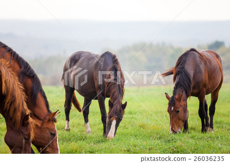 Horses grazing in a meadow near a forest 26036235