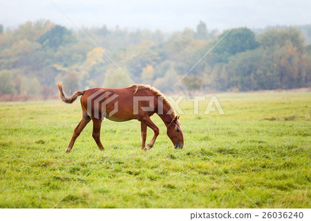 Horse grazing in a meadow 26036240