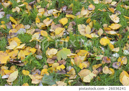 Autumn leaves 26036241