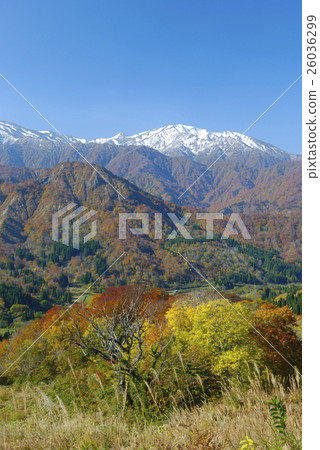 A view of autumnal leaves and snow from the Turbi pass in Oguni Town, Yamagata prefecture A view of autumnal leaves and snow from the Turbi pass in Oguni Town, Yamagata prefecture 26036299