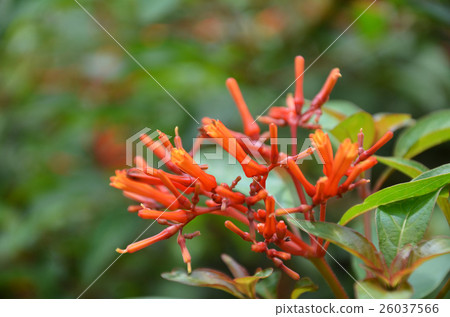 Hummingbird Bush flower Hummingbird Bush flower 26037566