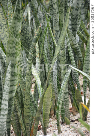 Leaves surface texture of snake plant 26037567