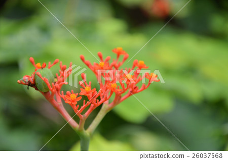 Beautiful local Thai herbs, Jatropha podagrica 26037568
