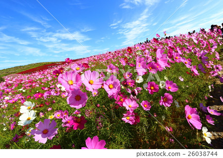日立海灘公園的秋天 日立海灘公園的秋天 26038744