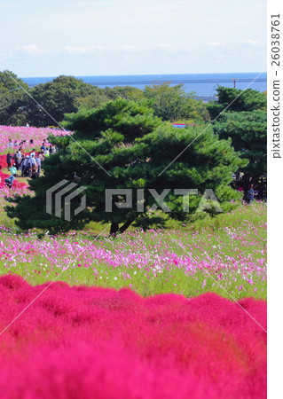 日立海灘公園的秋天 日立海灘公園的秋天 26038761