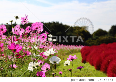 Fall of Hitachi Beach Park Fall of Hitachi Beach Park 26038773