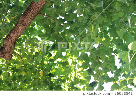 中國烏桕 26038841