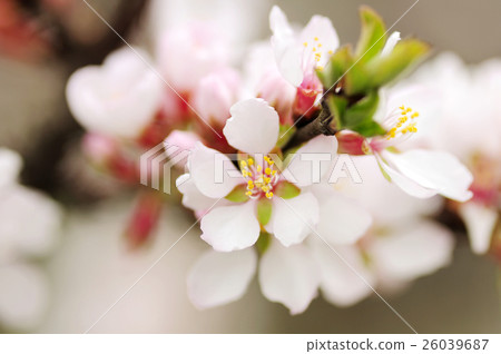 Yulium's flower 26039687