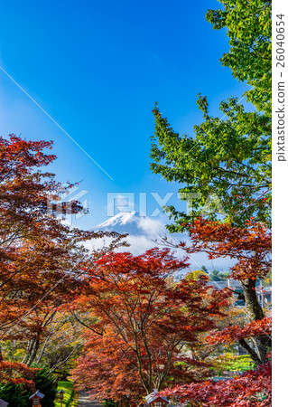 [山梨縣]富士山在秋天 26040654