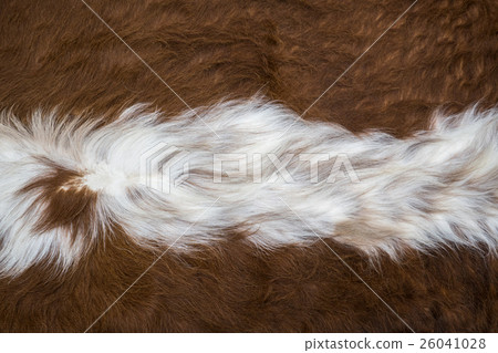 skin of a cow skin of a cow 26041028