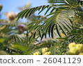 Nemuminoki leaves 26041129