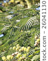 Nemuminoki leaves 26041130