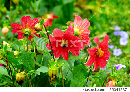 Dahlia, bumble bee on a flower. Dahlia, bumble bee on a flower. 26041287