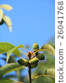 Acorn 26041768