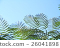 Nemuminoki leaves 26041898