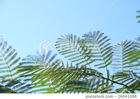Nemuminoki leaves 26041898