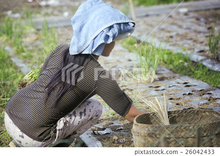 Balinese Woman Planting Green Onions ( scallions ) 26042433