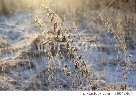 dry plants in snow, meadow at winter 26042464