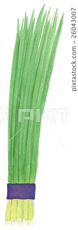 Green onion 26043007