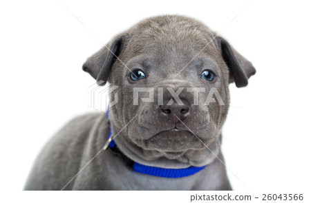 Thai ridgeback puppy isolated on white Thai ridgeback puppy isolated on white 26043566
