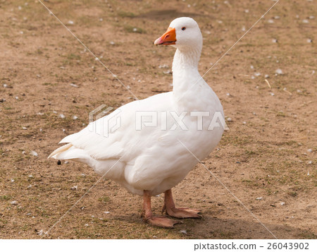 Domestic goose on the farm -Anser anser domesticus 26043902
