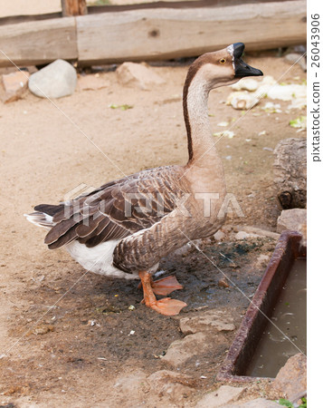 Chinese goose on the farm 26043906