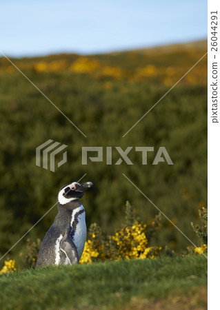 Magellanic Penguin (Spheniscus magellanicus)  26044291