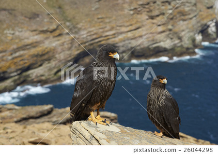 Striated Caracara (Phalcoboenus australis) Striated Caracara (Phalcoboenus australis) 26044298