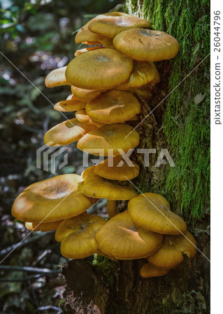 Ringless Honey Fungus (Armillaria tabescens) Ringless Honey Fungus (Armillaria tabescens) 26044796