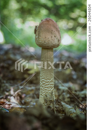 Parasol mushroom close up 26044804
