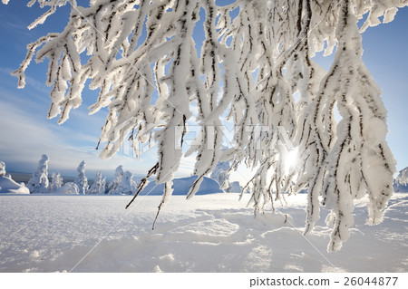Frozen tree branches Frozen tree branches 26044877