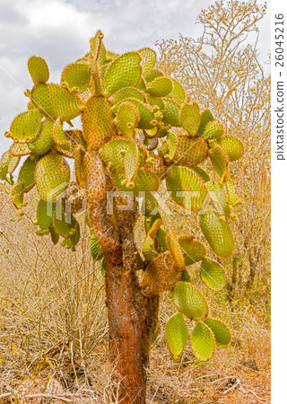 Cactus trees in Galapagos islands Cactus trees in Galapagos islands 26045216