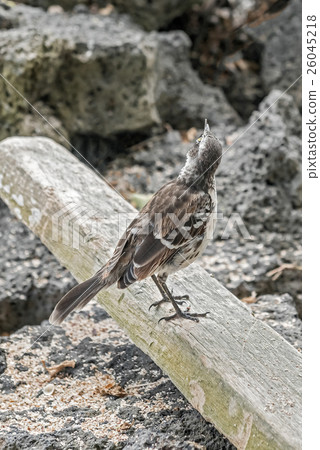 Galapagos mockingbird in Santa Cruz island. Galapagos mockingbird in Santa Cruz island. 26045218