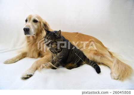 Stock Photo: dog, dogs, cat