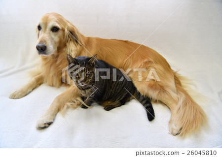 Stock Photo: dog, dogs, cat