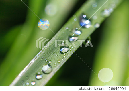 Leaves and water drops 26046004