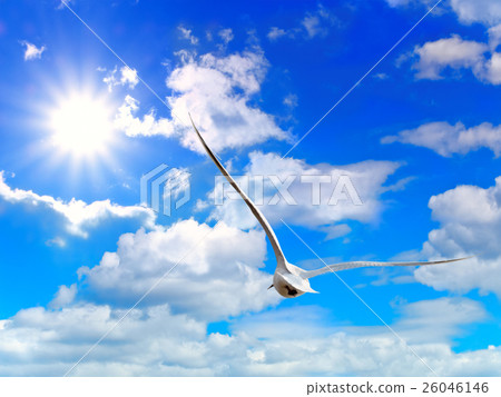 Flying Seagul Flying Seagul 26046146