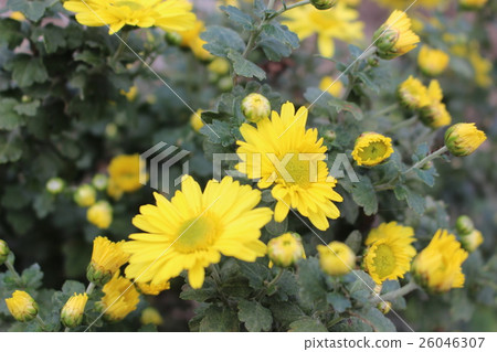 Autumn flowers 26046307