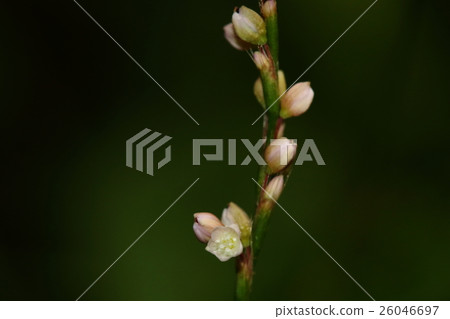 It seems that the natural plant Hanatade, the "flower" and the "flower" to be the most modest and modest figure among "Tada" ... 26046697