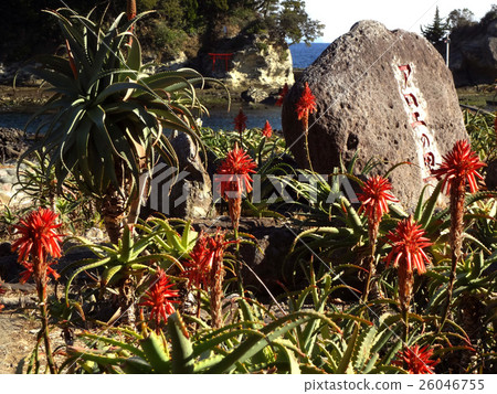 Izu Shirahama aloe village Izu Shirahama aloe village 26046755