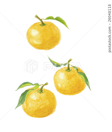 Yuzu Yuzu - Stock Illustration [26048118] - PIXTA
