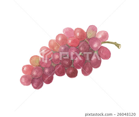 Winter grapevine Winter grapevine 26048120