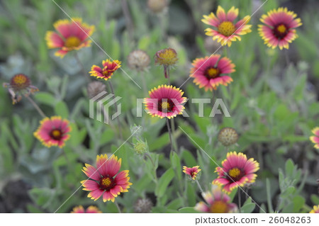 天體菊花 26048263