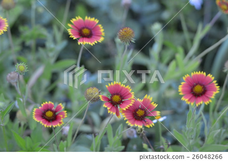 天體菊花 26048266