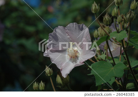 山芙蓉 山芙蓉 26048385