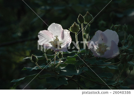山芙蓉 26048386